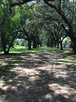 trees from south carolina