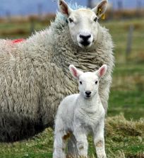 lamb and sheep